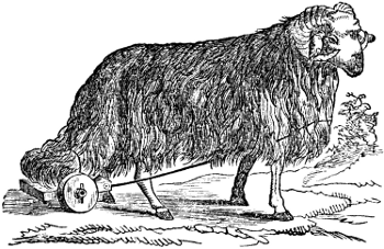 The Broad-Tailed Sheep