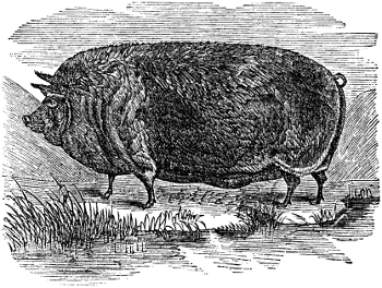 A Berkshire Boar