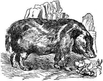 The Old English Hog
