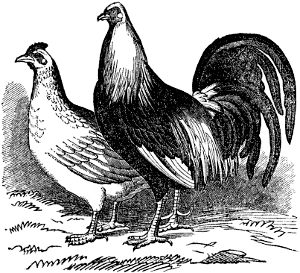 Gray Game Fowls