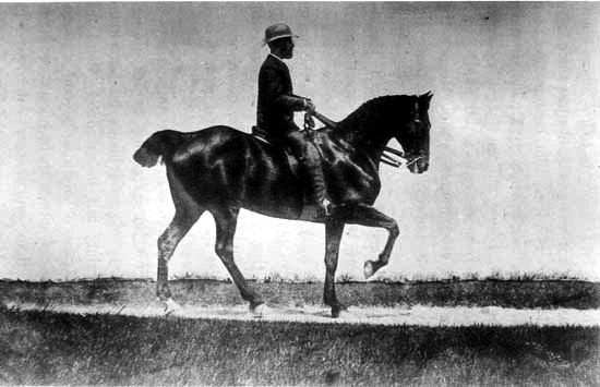 A man sitting on a horse that is walking
