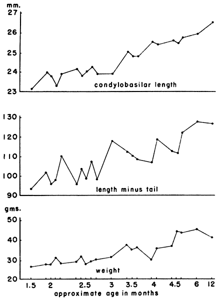  Graphs of the condylobasilar lengths...