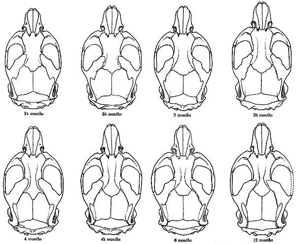 Dorsal views of skulls of voles of known age