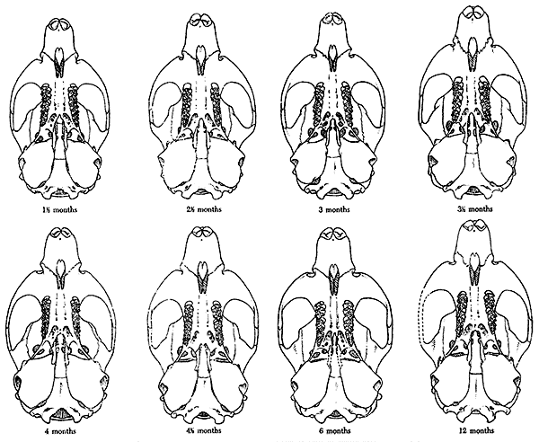 Palatal views of skulls of voles of known age