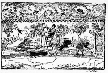 La culture de la vigne, d'aprs une fresque de l'an 300
environ.