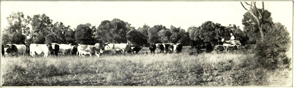 FAT CATTLE, CENTRAL QUEENSLAND