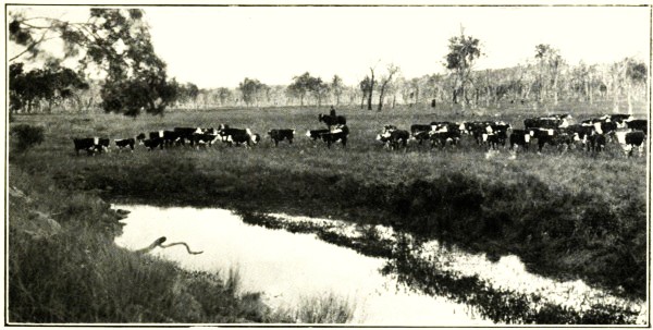 HEREFORD COWS, DARLING DOWNS