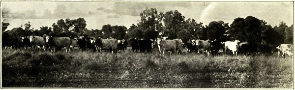 FAT CATTLE, CENTRAL QUEENSLAND
