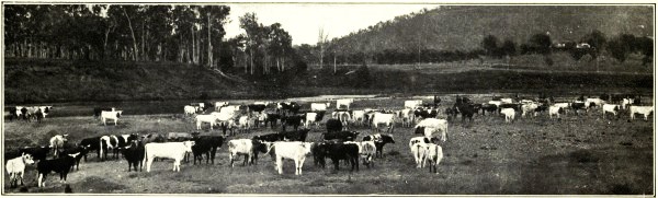 CATTLE COUNTRY, WEST MORETON