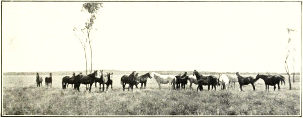 HORSES, WESTERN QUEENSLAND