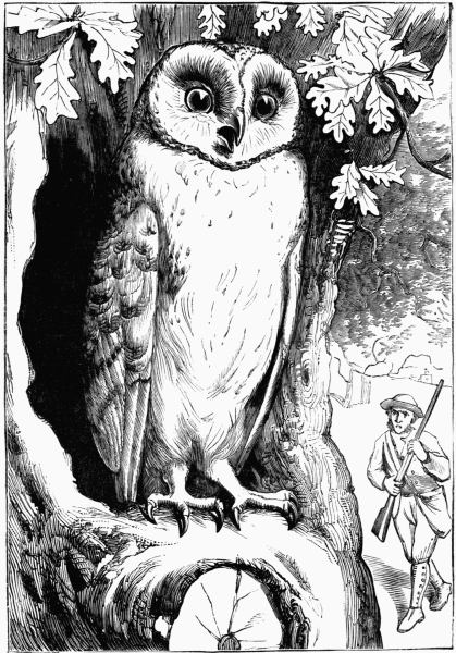Owl in oak