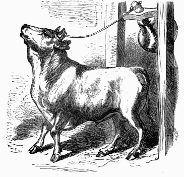 Bull pulling bell cord