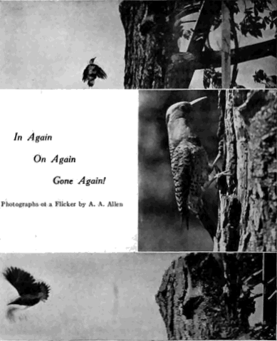 In Again...On Again...Gone Again! Photographs of a Flicker by A. A. Allen