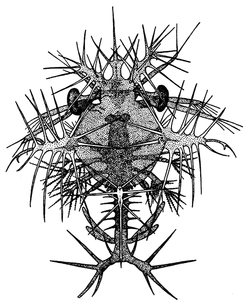 The Zoa Larva of a Species of Sergestes
