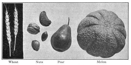 Wheat, Nuts, Pear, Melon
