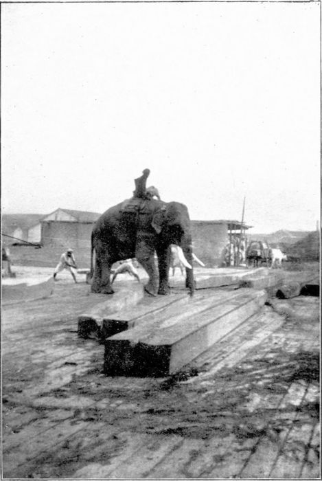 ELEPHANT MOVING TIMBER