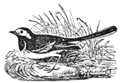 THE COMMON WAGTAIL.