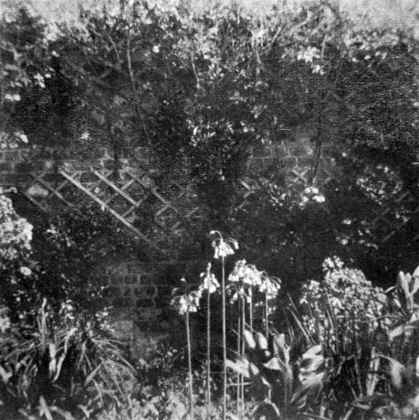 A Corner in the Garden with Allium Dioscorides.