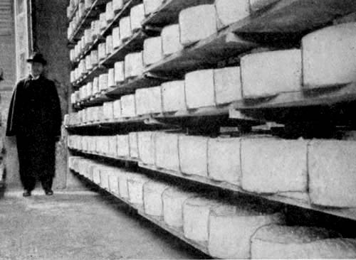 Gorgonzola cheese curing-room.