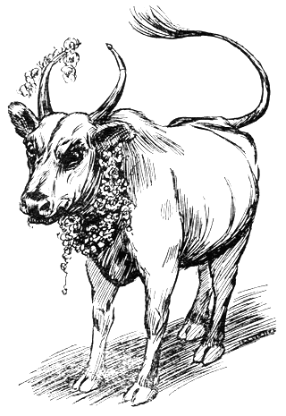 The sacred bull