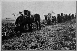 Photograph from Brown Brothers, N. Y.
GERMAN CAVALRYMEN AT WORK PLOWING
As food grew scarcer the German army began to cultivate the fields in the occupied
territories to lessen the burden of the food-producer at home.