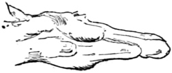 Fig. 3.—Width of lower jaw in the thorough-bred.