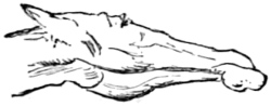 Fig. 4.—Width of lower jaw in the low-bred.