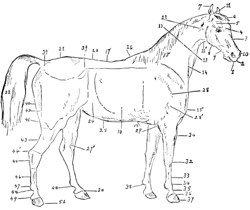 Fig. 35 The Horse