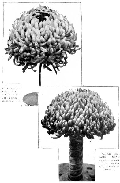 A "RAGGED AND UNKEMPT CHRYSANTHEMUM"—WHICH
BECAME NEAT AND CHARMING UNDER CAREFUL TREATMENT.