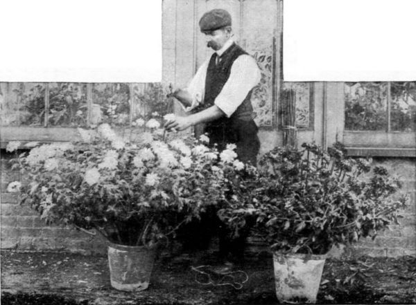 THE FLORAL BARBER AT HIS WORK. CONTRAST THE TWO PLANTS.