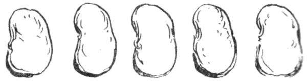 FIG. 6 ACCURATELY TELLS HOW MANY BEANS MAKE FIVE.