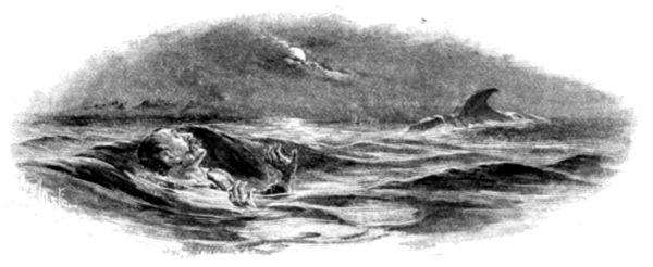 "UPRIGHT IN THE WATER, FIFTY YARDS AWAY, WAS A BLACK
TRIANGULAR OBJECT—A FIN."