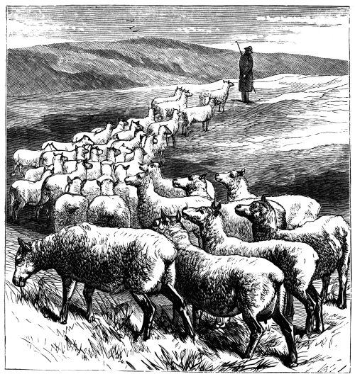 Herd of sheep following a shepherd