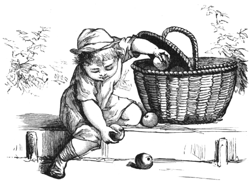Albert finishing putting apples into basket