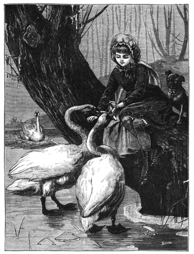 Girl feeding swans with pug dog watching