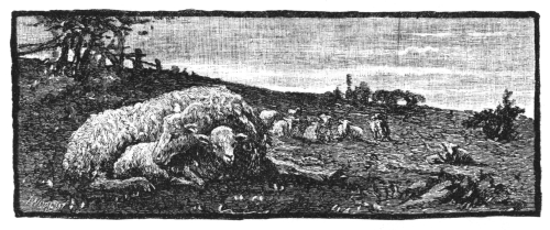 lamb lying against mama in pasture
