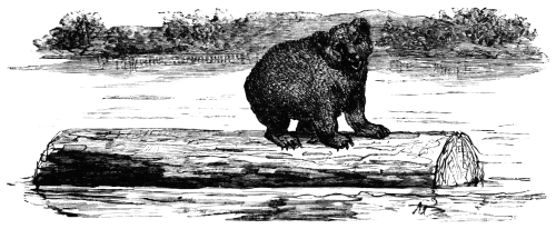 Bear cub on a log in water