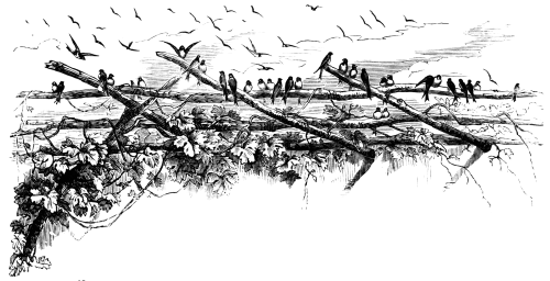 birds on a fence