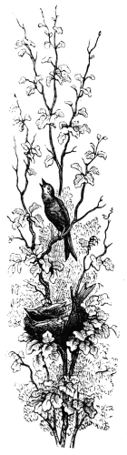 bird singing in a small tree