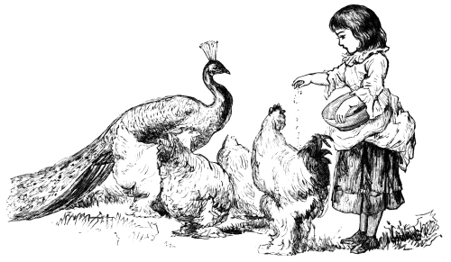 Girl feeding chickens and a peacock