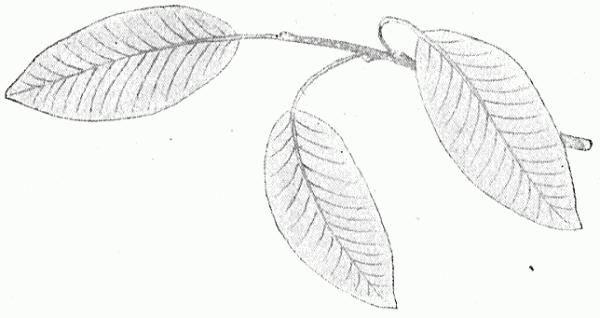 Leaves on a branch