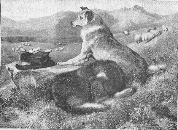 Two dogs waiting by a rock