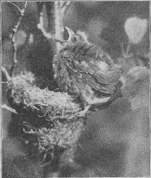 Baby bird at nest