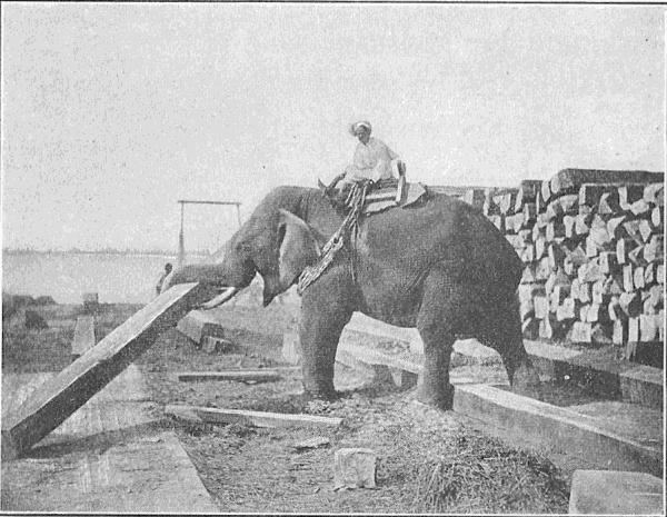 Elephant lifting lumber