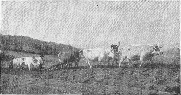 Oxen Plowing.