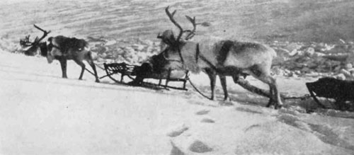Picture of reindeer and reindeer herder