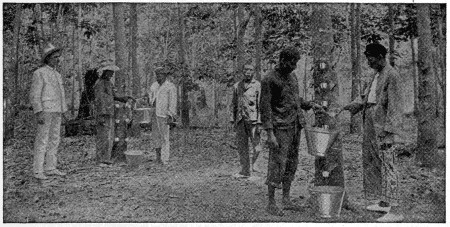 Rubber tapping on Borneo