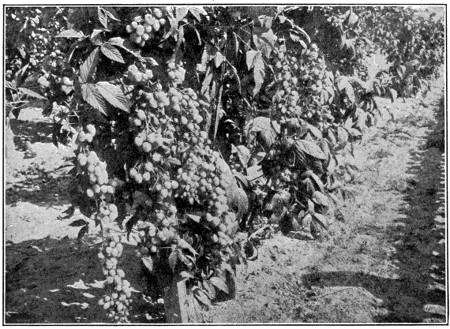 White blackberries on bush