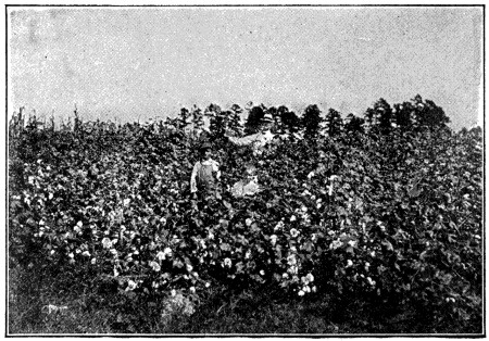 Fertilised cotton crop