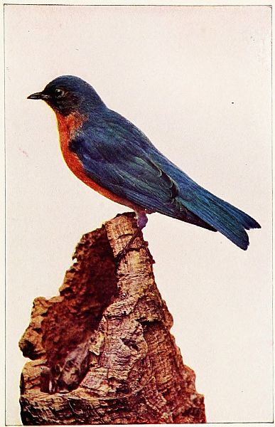 bluebird on stump